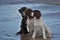 Three wet working spaniel pet gundogs sat together on a beach