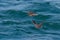 Three Whimbrel, Numenius phaeopus, in flight. UK.