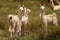 Three white baby-llamas (lama-glama) looking at the camera in a green field in Jujuy, Argentina