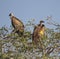 Three white backed vultures, one tagged in Kruger Park