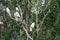 Three white big cockatoo birds on tree branch