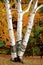 three White Birch tree peeling trunks in Fall