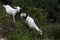 Three white Boer goats in the slope