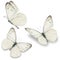 Three white butterfly