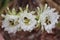 Three White Cactus Flowers with Bees