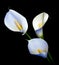 Three white Calla lily on a black background