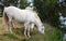 Three white Camargue horses, France