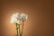 Three white carnation flowers isolated on light taupe background