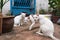 Three white cats sitting on street. Two of them has heterochromia. Focus on central animal