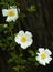 Three white Cherokee Roses on a climbing vine