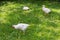 Three white chicken hens on green grass in garden