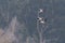 Three white ciconia storks flying in front of forest