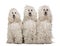 Three White Corded standard Poodles sitting