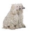 Three White Corded standard Poodles sitting in front of white background