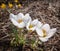Three white crocuses Ard Schenk on a blurred brown background of natural forest. On the left above are blurry yellow crocuses