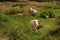 Three white curious sheep coming towards viewer