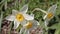 Three white daffodils flowers close-up in garden