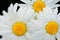 Three white daisies next to each other, photographed from above with water droplets