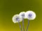 Three white dandelions