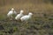 Three white domestic geese