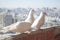 Three white doves coo against the cityscape from a high floor. Relationship of a group of white birds. Doves symbol of