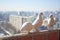 Three white doves coo against the cityscape from a high floor. Relationship of a group of white birds. Doves symbol of