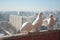 Three white doves coo against the cityscape from a high floor. Relationship of a group of white birds. Doves symbol of