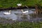 Three white ducks with orange beaks and paws floating in an artificial pond with muddy water on a summer day at a farm yard