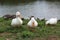 Three white ducks waddling in the grass