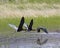Three White-faced Ibis Birds Flying Across Pond