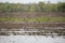 Three White-Faced Ibises