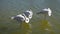 Three white flamingos standing in rippled water