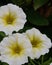 Three white flowers