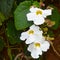 Three white flowers among its greenery