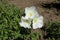 Three white flowers of Oenothera speciosa