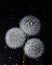 Three white fluffy round dandelions on a black starry background. Round head of summer plants with seeds