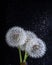 Three white fluffy round dandelions with rain water drops on a black star background , close-up. Round head of summer