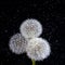 Three white fluffy round dandelions with rain water drops on a black starry background. Round head of summer plants with