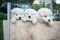 Three White fluffy Samoyed puppies peeking out from the fence