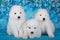 Three White fluffy small Samoyed puppies dogs are sitting on blue background with blue flowers