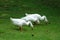 Three white geese