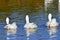 Three white geese