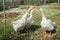 Three white geese behind a metal fence.