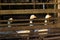 Three white geese behind a wooden fence closeup