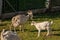 Three white goats on the meadow