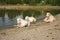 Three white goats resting near a river