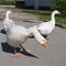 Three white goose close-up. The geese look around cautiously. On the street in the sun