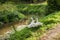 Three White Goose On The River Bank