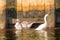 Three White Goose wading in Tuckerton Creek