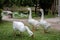 three white gooses in the garden